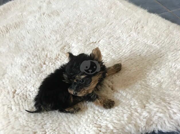 Teacup Yorkshire Terrier puppies for sale in Lancing, West Sussex - Image 3