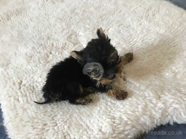 Teacup Yorkshire Terrier puppies for sale in Lancing, West Sussex - Image 4
