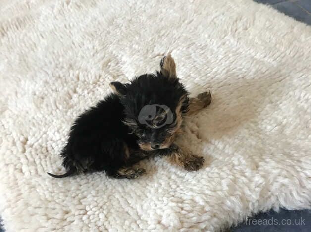 Teacup Yorkshire Terrier puppies for sale in Lancing, West Sussex - Image 5