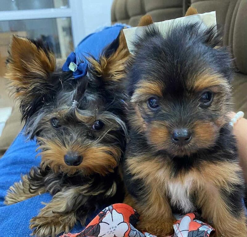 Teacups Yorkshire Terrier Puppies Ready Now for sale in London, City of London, Greater London - Image 1