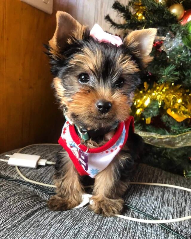 Teacups Yorkshire Terrier Puppies Ready Now for sale in London, City of London, Greater London - Image 9