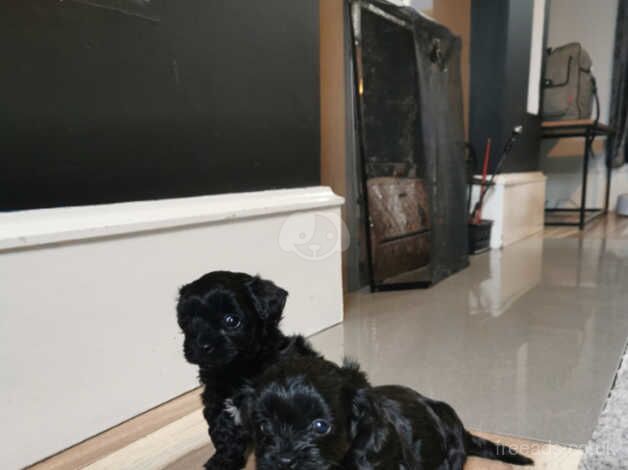 Teeny tiny yorkiepoo puppies for sale in Newry, Newry and Mourne