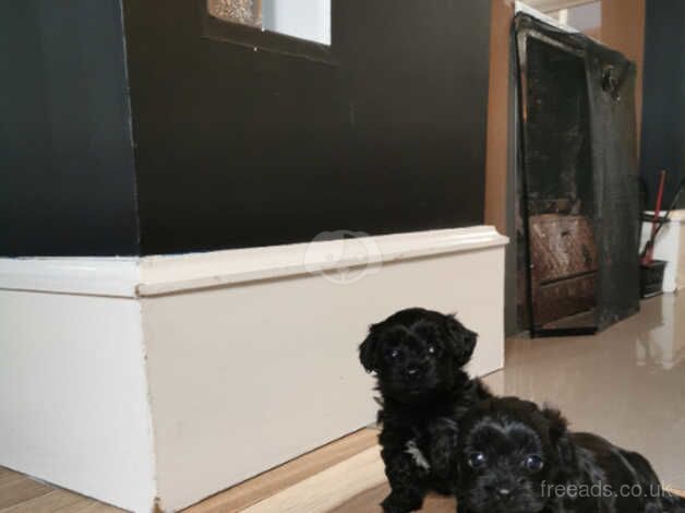 Teeny tiny yorkiepoo puppies for sale in Newry, Newry and Mourne - Image 2