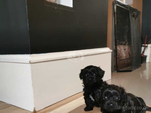 Teeny tiny yorkiepoo puppies for sale in Newry, Newry and Mourne - Image 3