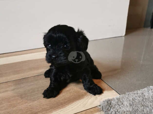 Teeny tiny yorkiepoo puppies for sale in Newry, Newry and Mourne - Image 4