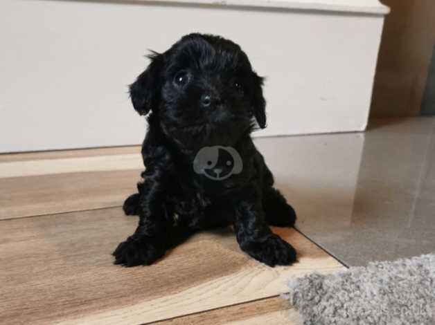 Teeny tiny yorkiepoo puppies for sale in Newry, Newry and Mourne - Image 5