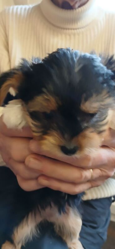 THE MOST AMAZING BEAUTIFULL PUPPIES FOR SALE FOR SALE in Cheshire