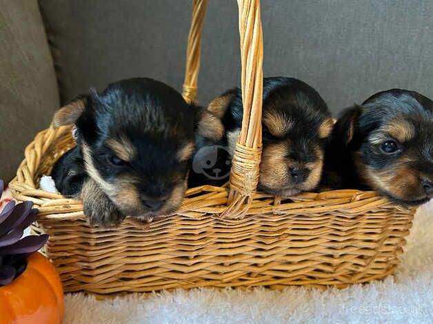 Three handsome Yorkshire terrier boys for sale in Spalding, Lincolnshire