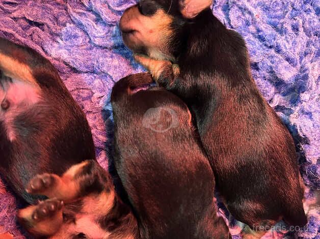 Three handsome Yorkshire terrier boys for sale in Spalding, Lincolnshire - Image 2