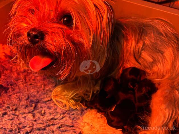 Three handsome Yorkshire terrier boys for sale in Spalding, Lincolnshire - Image 4