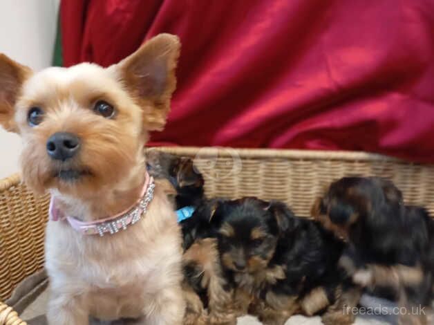 Three Miniature Yorkshire terrier puppies for sale in Liverpool, Merseyside - Image 1