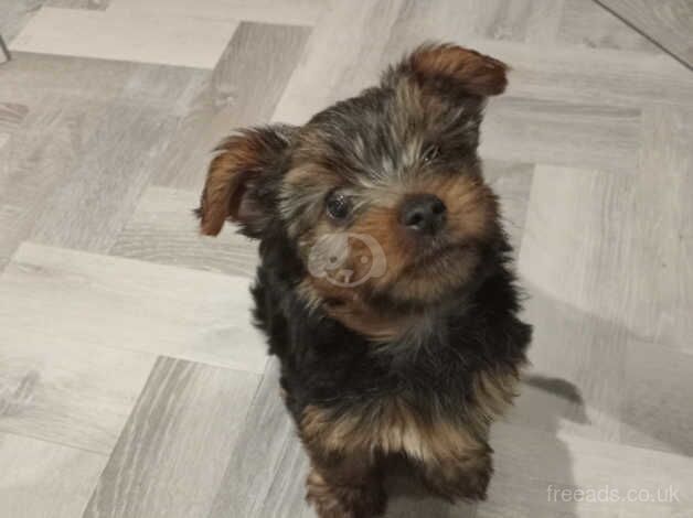 Three Miniature Yorkshire terrier puppies for sale in Liverpool, Merseyside - Image 3