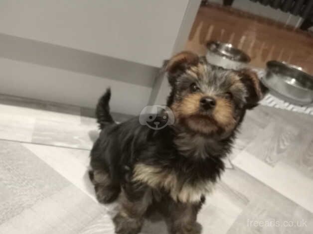 Three Miniature Yorkshire terrier puppies for sale in Liverpool, Merseyside - Image 4