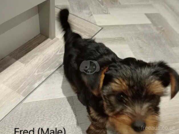 Three Miniature Yorkshire terrier puppies for sale in Liverpool, Merseyside - Image 5