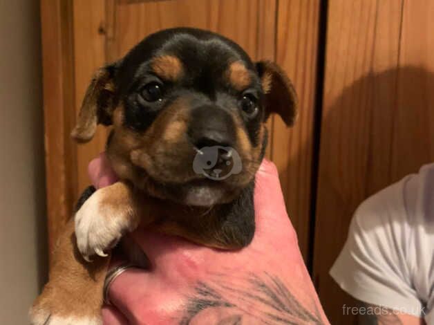 Three yorkie pups for sale ready to go in 3 weeks one white two dark for sale in Coleraine - Image 2