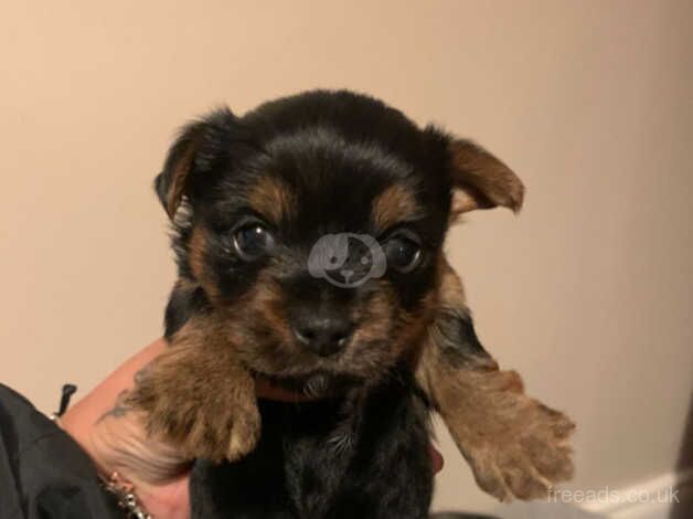 Three yorkie pups for sale ready to go in 3 weeks one white two dark for sale in Coleraine - Image 3