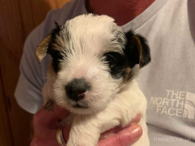 Three yorkie pups for sale ready to go in 3 weeks one white two dark for sale in Coleraine - Image 4