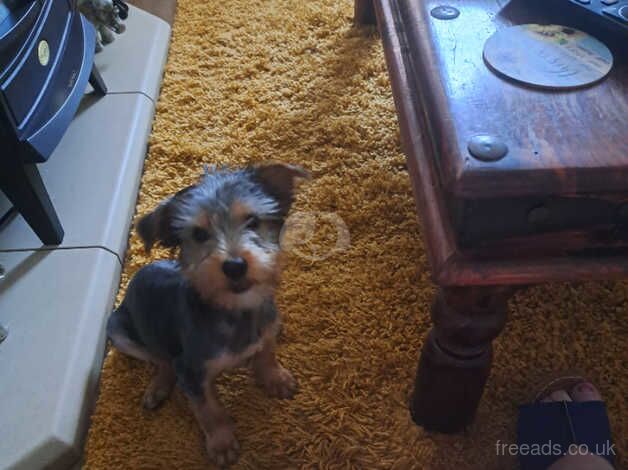 Tilly for sale in Bridgend - Image 4