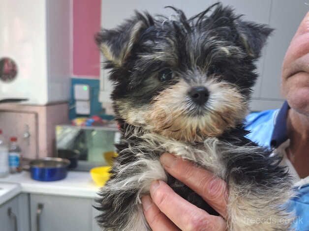 Tiniest Morkie boy available?? for sale in Oldham, Greater Manchester - Image 2
