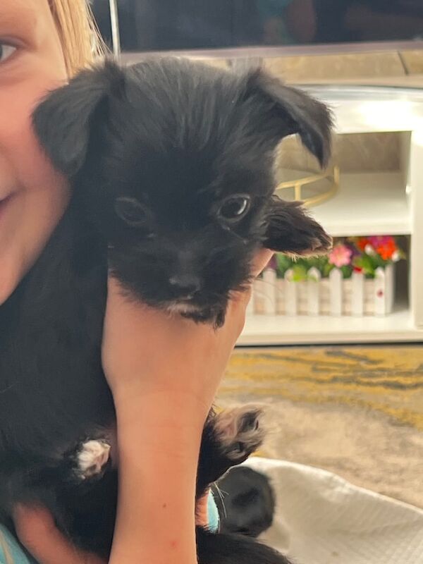 Tiny pure breed Yorkshire terrier puppies for sale in Forfar, Angus - Image 3