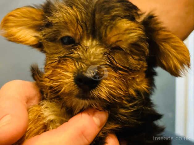 Tiny Yorkie pups for sale in Bronwydd, Ceredigion - Image 1