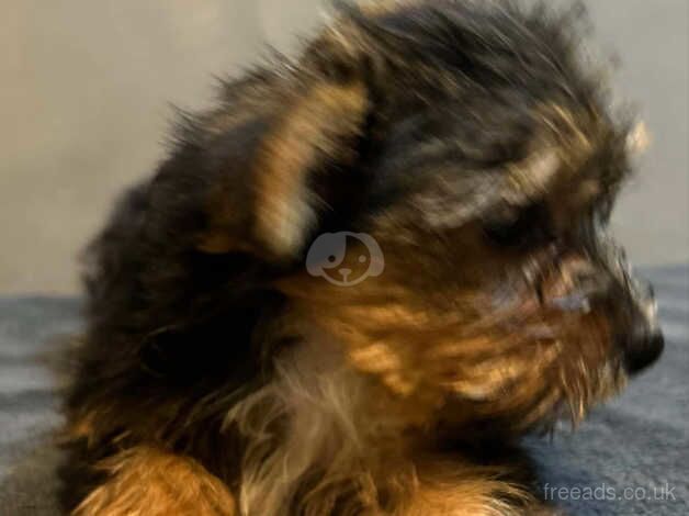 Tiny Yorkie pups for sale in Bronwydd, Ceredigion - Image 2