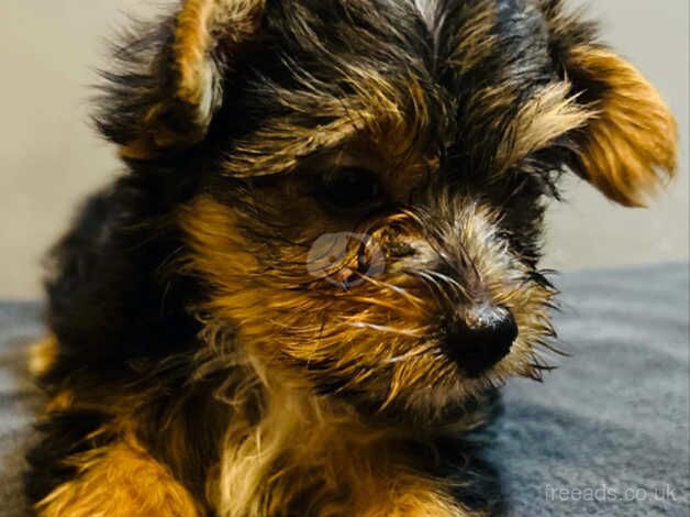 Tiny Yorkie pups for sale in Bronwydd, Ceredigion - Image 3