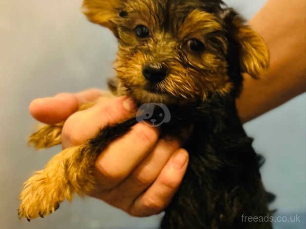 Tiny Yorkie pups for sale in Bronwydd, Ceredigion - Image 4