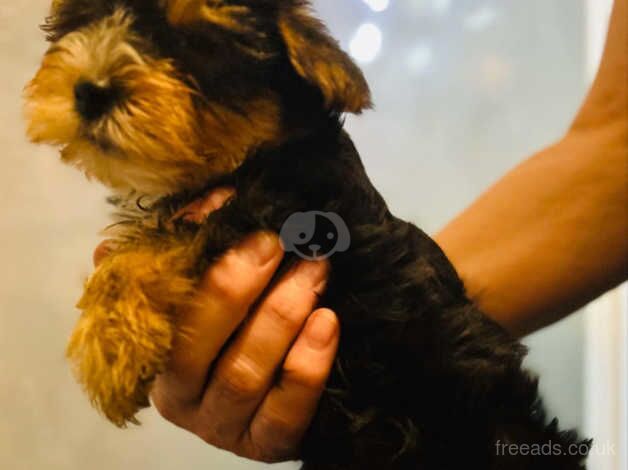 Tiny Yorkie pups for sale in Bronwydd, Ceredigion - Image 5