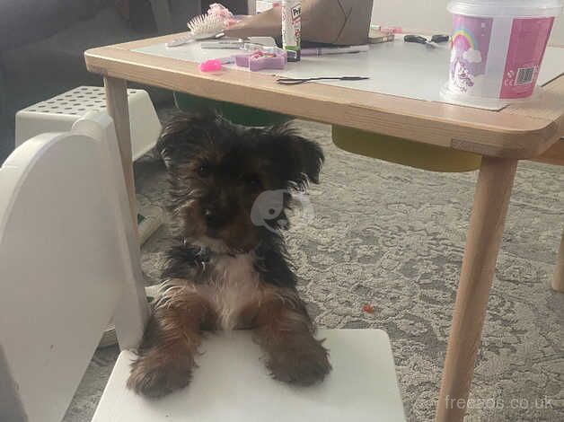 Toy Yorkshire terrier for sale in Southampton, Hampshire