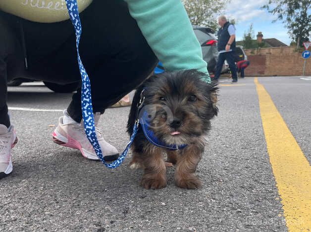 Toy Yorkshire terrier for sale in Southampton, Hampshire - Image 2