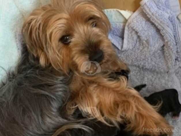 Toy Yorkshire terrier for sale in Southampton, Hampshire - Image 3