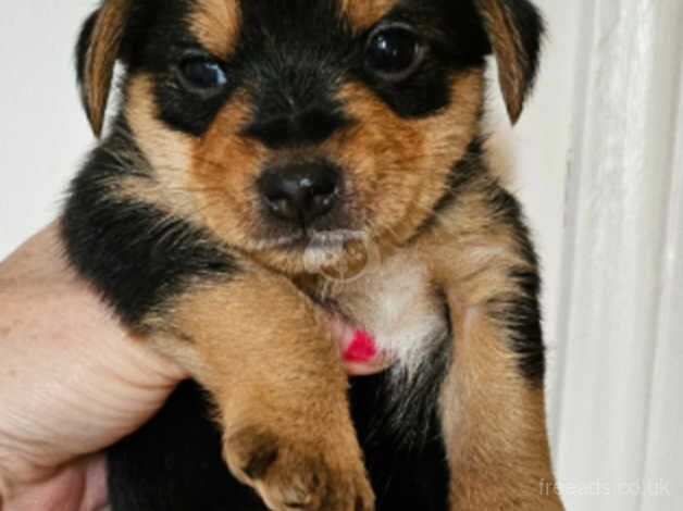 Toy Yorkshire terrier puppies for sale in Loanhead, Midlothian - Image 1