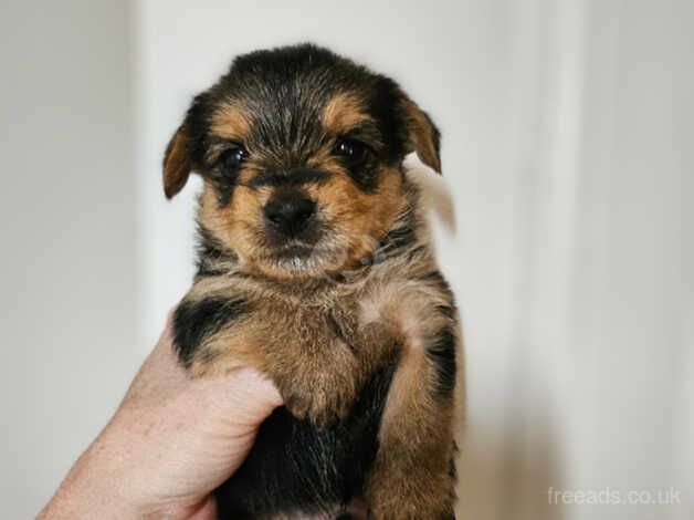 Toy Yorkshire terrier puppies for sale in Loanhead, Midlothian - Image 2