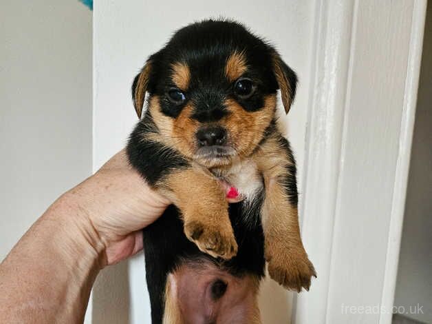 Toy Yorkshire terrier puppies for sale in Loanhead, Midlothian - Image 3