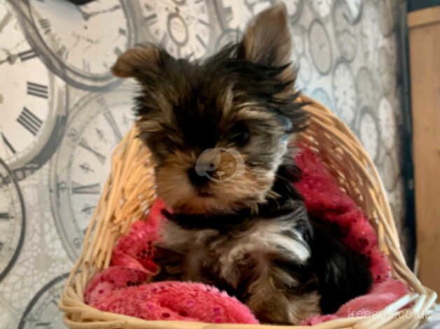 Toy Yorkshire terriers for sale in Maidstone, Kent