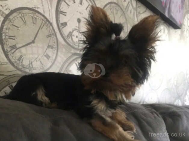 Toy Yorkshire terriers for sale in Maidstone, Kent - Image 2