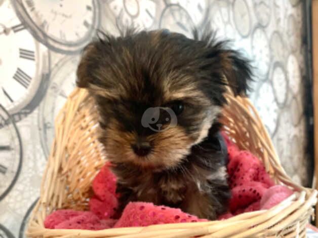 Toy Yorkshire terriers for sale in Maidstone, Kent - Image 3