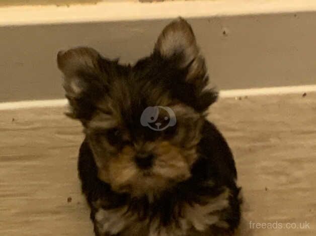 Toy Yorkshire terriers for sale in Maidstone, Kent - Image 4