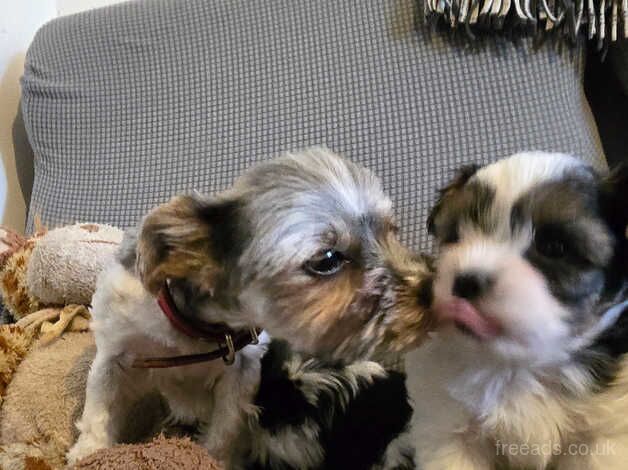 Tri colours mini Yorkshire terrier puppies for sale in Southampton, Hampshire - Image 2
