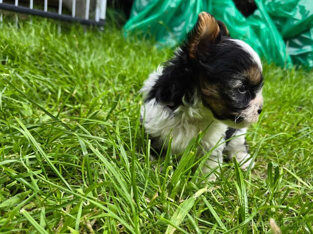 Tri colours mini Yorkshire terrier puppies for sale in Southampton, Hampshire - Image 3