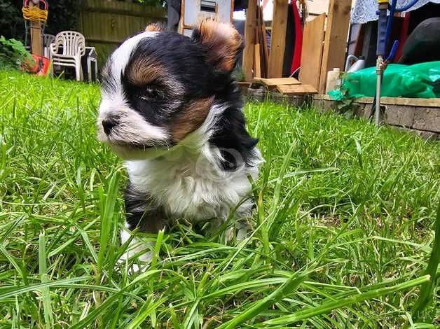 Tri colours mini Yorkshire terrier puppies for sale in Southampton, Hampshire - Image 4