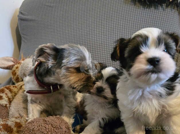 Tri colours mini Yorkshire terrier puppies for sale in Southampton, Hampshire - Image 5