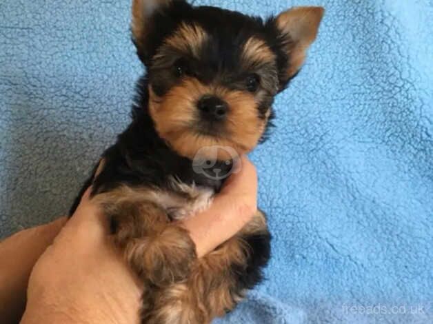 Two adorable little Yorkie puppy's for sale in Manchester, Greater Manchester - Image 1