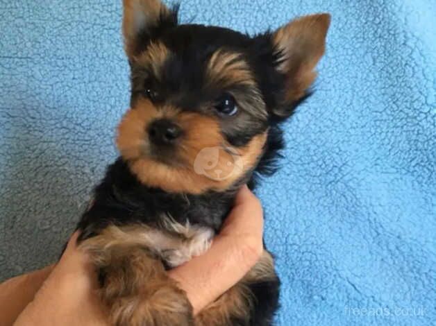 Two adorable little Yorkie puppy's for sale in Manchester, Greater Manchester - Image 2