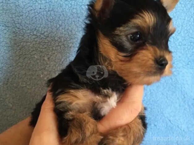 Two adorable little Yorkie puppy's for sale in Manchester, Greater Manchester - Image 3