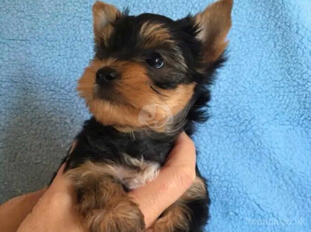 Two adorable little Yorkie puppy's for sale in Manchester, Greater Manchester - Image 4