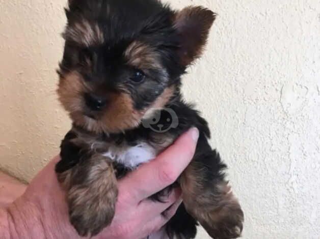 Two adorable little Yorkie puppy's for sale in Manchester, Greater Manchester - Image 5