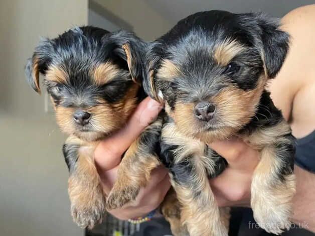 Two adorable Yorkshire terrier boy & girl for sale in Alexandria, West Dunbartonshire