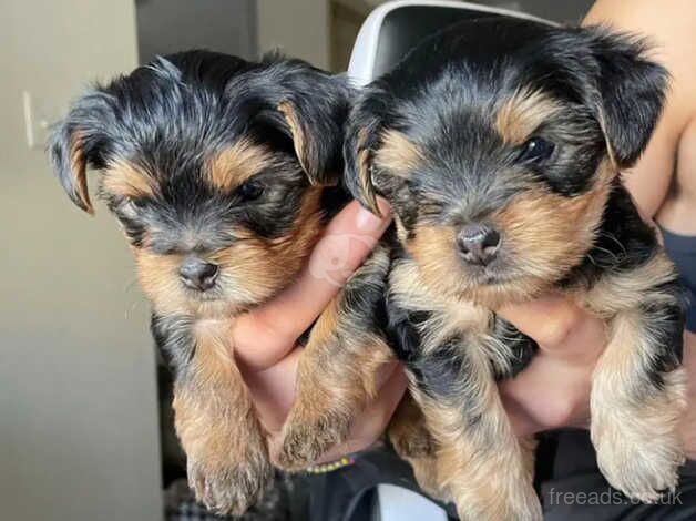 Two adorable Yorkshire terrier boy & girl for sale in Alexandria, West Dunbartonshire - Image 2